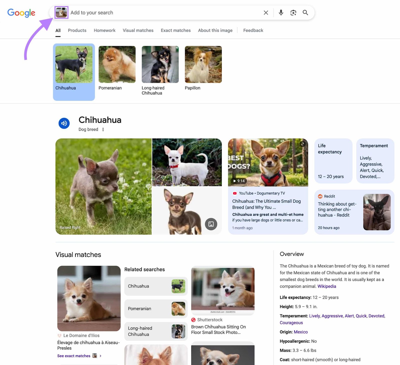 Reverse image search for a small dog on Google showing visually similar images along with information about the breed.